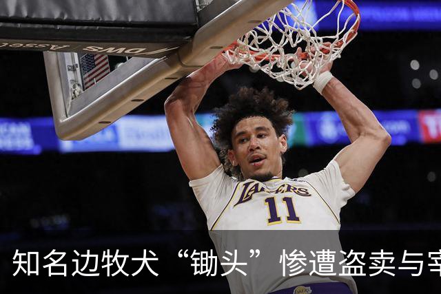 知名边牧犬“锄头”惨遭盗卖与宰杀，主人与偷狗者达成和解并捐款